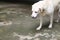 Senior cream color labrador dog walking