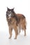 Senior dog, Belgian Shepherd Tervuren, white studio background