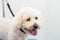 Senior dog Bichon with nose depigmentation at the salon