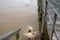 Senior dog playing fetch in the river with her toy and life jacket.