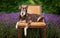 senior dog portrait on a vintage chair in front of lavender on a summer day