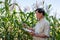 A senior, experienced Asian male farmer or agronomist is working in a corn field