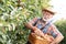 Senior farmer carries apples through an orchard