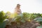 senior farmer concept Smart man using smartphone in tobacco