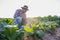 senior farmer concept Smart man using smartphone in tobacco plantation sunset