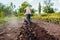 Senior farmer driving small tractor harvesting, digging potato. Autumn harvest vegetables picking. Agriculture