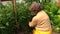 Senior farmer gardener care tomatoes plants in greenhouse