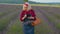 Senior farmer grandmother in field growing lavender, holding digital tablet and examining harvest