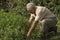 Senior farmer growing organic herbs. Ecology concept