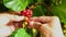 Senior farmer hands holding and checking a red bunch of coffee fruits.