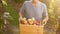 Senior farmer, harvesting a apple. Sunset. A farmer in his garden with apples in a wooden box. The man is working and