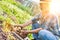 Senior farmer harvesting and putting potato on basket with yellow lens flare in background