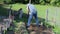 Senior farmer hoeing the vegetable garden