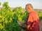 Senior farmer inspects the quality of the vineyard with a phone . Agriculture business concept