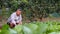 A senior farmer looks proudly at the camera in the vegetable field