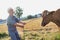 Senior farmer pulling brown cow in field