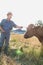 Senior farmer pulling brown cow in field