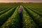 Senior Farmer\\\'s Sunset Inspection of Soybean Field. created with Generative AI