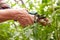 Senior farmer with secateurs at farm greenhouse