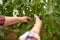 Senior farmer with secateurs at farm greenhouse