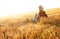 Senior farmer sitting in a wheat field