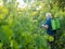 Senior  farmer spraying fungicide to organic vines