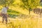 Senior farmer using scythe to mow the lawn traditionally with rural landscape in summer light