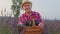 Senior farmer worker grandfather man in organic field growing, gathering purple lavender flowers