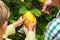 Senior farmer with young boy harvesting lemons from the tree