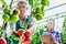 Senior farmer and young supervisor checking tomatoes growing in greenhouse