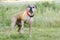 Senior fawn Boxer dog, pet rescue adoption photography