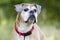 Senior fawn Boxer dog, pet rescue adoption photography