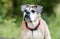 Senior fawn Boxer dog, pet rescue adoption photography