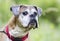 Senior fawn Boxer dog, pet rescue adoption photography