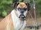 Senior female Boxer dog with cloudy eye cataract pet adoption photo
