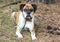 Senior female Boxer dog laying down on leash