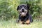 Senior female German Rottweiler dog