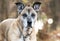Senior female German Shepherd Dog mix with gray muzzle portrait