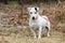 Senior female Jack Russell Terrier dog