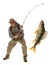 Senior fisherman with big fish - perch (Perca fluviatilis) isolated