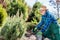 Senior gardener digging in a garden.