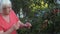 Senior gardener eating fruit and checking apple tree in orchard