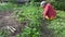 Senior gardener grandmother woman weeding strawberry plants