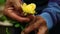 Senior gardener hand holding and examining a yellow rose.