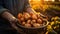 Senior gardener hands holding a dish of harvested potatoes in the garden. Mature farmer with a bunch of self-grown vegetables.