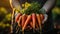 Senior gardener hands holding harvested carrots in the garden. Mature farmer with a bunch of self-grown vegetables. Growing own