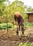 Senior gardener is hoeing the soil in the vegetables garden. Spring garden concept