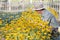 Senior gardener looking at yellow flowers in a flowerbed in a garden in the morning light