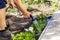 A senior gardener watering fresh plants in a garden bed for growth boost with shower watering gun. Organic gardening, healthy food