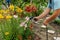 A senior gardener watering lily flowers in a garden bed for growth boost with shower watering gun. Organic gardening, self-supply